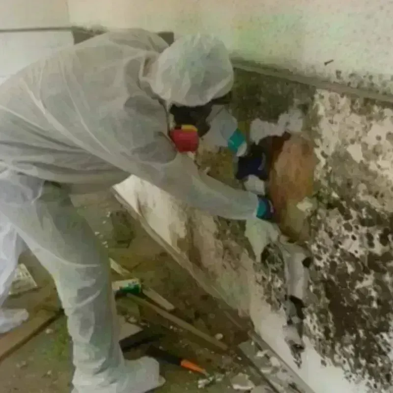 Mold Remediation and Removal in North Tunica, MS